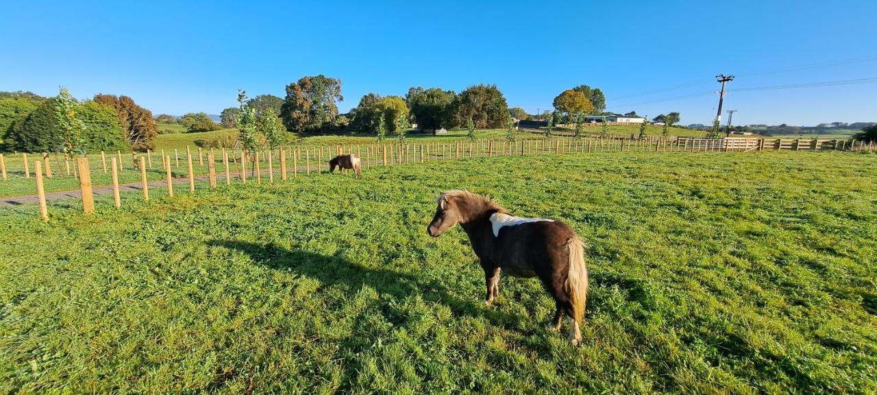 Country Comfort - Only 10 Minutes From Hamilton Cbd Zewnętrze zdjęcie